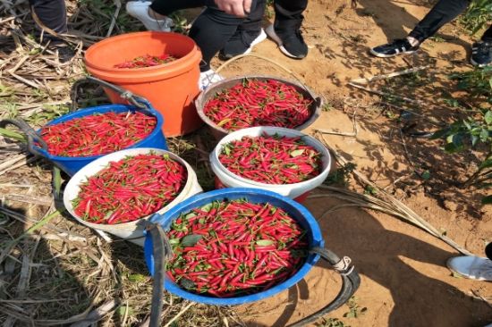 真情暖万家，青春见行动—青年志愿者在行动