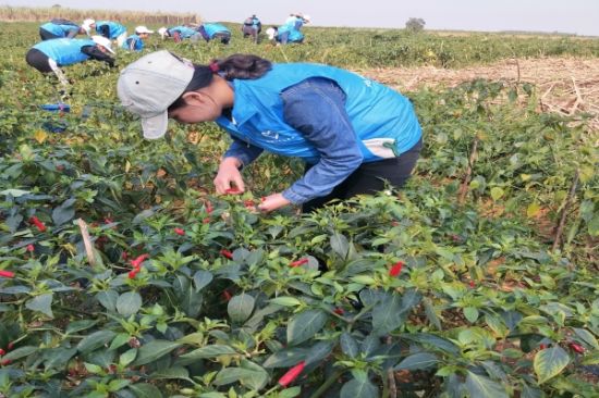 真情暖万家，青春见行动—青年志愿者在行动