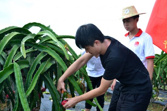 【青春三下乡】广西高校学子青春助力脱贫攻坚， 深入桂西北调研产业扶贫“百色模式”