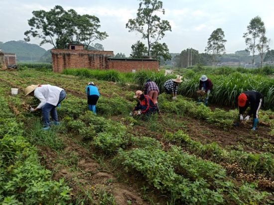 【暑期社会实践】广西民族大学化工学院土地调研先锋队开展“三下乡”活动