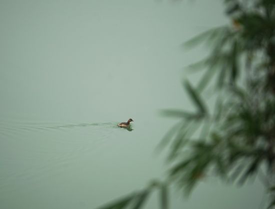 成立志愿服务队保护柳江新“居民”