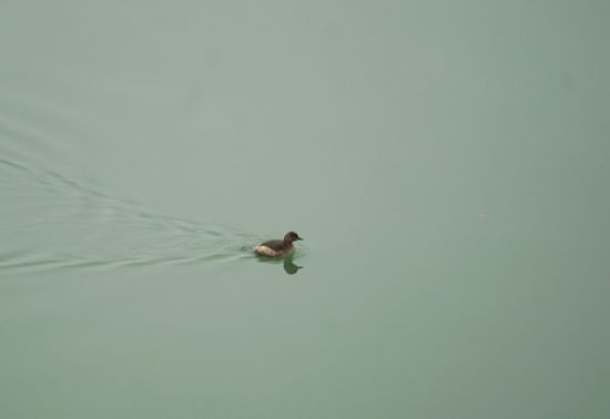 成立志愿服务队保护柳江新“居民”