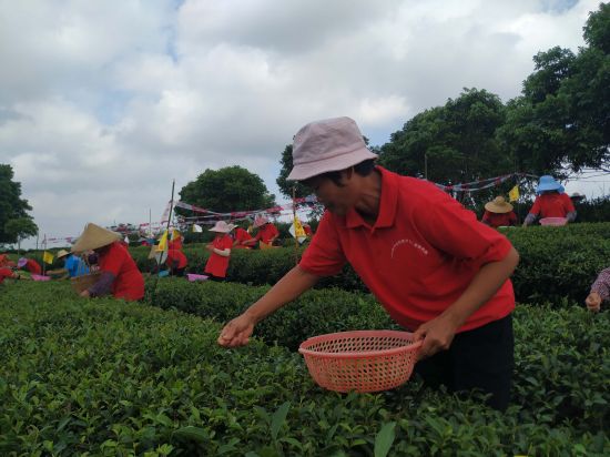 兴业团委:2020年兴业县力助脱贫攻坚职业技能大赛茶叶加工工技能竞赛圆满落幕