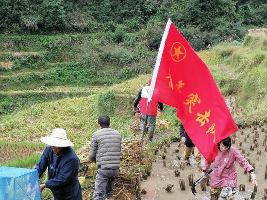 融水县杆洞乡广大团员干部齐心协做好 秋粮抢收