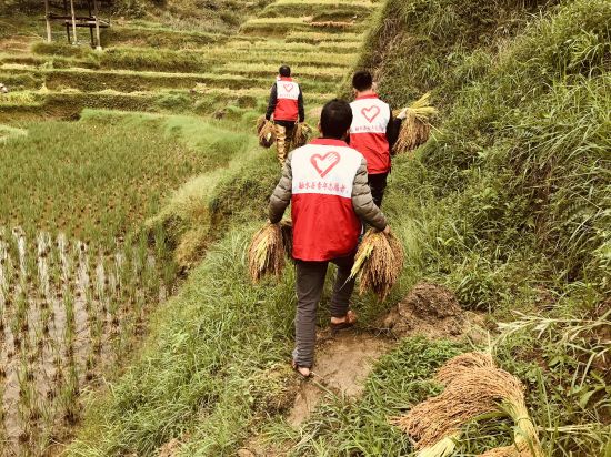融水县杆洞乡广大团员干部齐心协做好 秋粮抢收