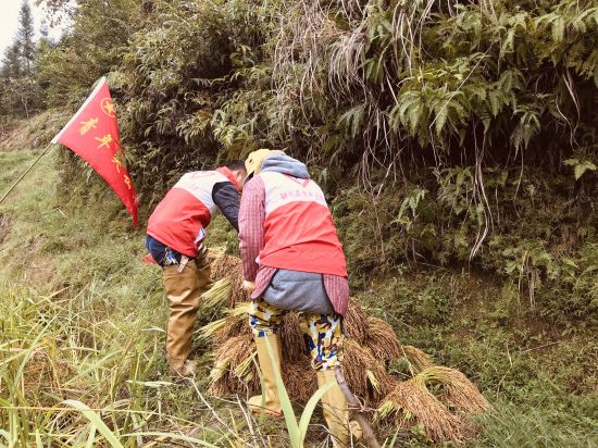 融水县杆洞乡广大团员干部齐心协做好 秋粮抢收
