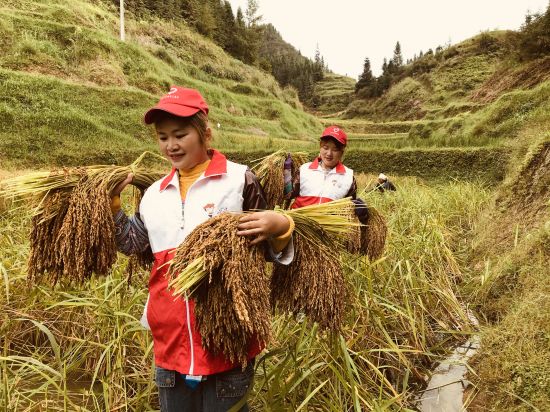 融水县杆洞乡广大团员干部齐心协做好 秋粮抢收